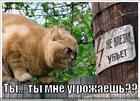 https://lolkot.ru/2012/06/18/ty-ty-mne-ugrozhayesh/