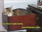 https://lolkot.ru/2011/04/05/tysyacha-i-odna-noch/