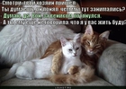 https://lolkot.ru/2011/01/15/u-vas-zhit-budu/