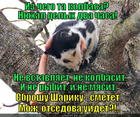 https://lolkot.ru/2014/01/18/ubit-sosiskoy/