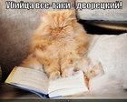 https://lolkot.ru/2012/05/29/ubiytsa-dvoretskiy/
