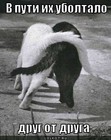 https://lolkot.ru/2012/01/09/uboltalo-drug-ot-druga/