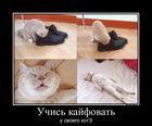 https://lolkot.ru/2013/01/26/uchis-3/