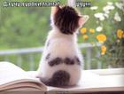 https://lolkot.ru/2010/07/18/uchu-uroki/