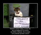 https://lolkot.ru/2012/10/28/uchyonyy-kote/