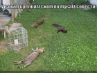 https://lolkot.ru/2010/09/27/udarim-krepkim-snom/