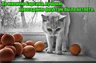 https://lolkot.ru/2015/12/09/ugoscheniye-k-novogomu-godu/