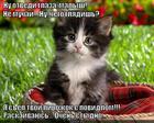 https://lolkot.ru/2015/10/15/ukoryayuschiy-vzglyad/