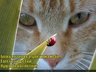 https://lolkot.ru/2011/03/19/uleti-na-nebo/