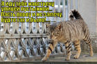 https://lolkot.ru/2013/01/30/ulitsey-pustynnoy/