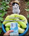 https://lolkot.ru/2024/07/25/umestnyy-torg/