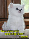 https://lolkot.ru/2015/10/08/umilno-prohladnyy/
