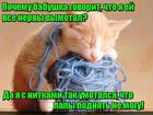 https://lolkot.ru/2016/04/08/umotannyy/