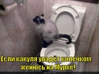 https://lolkot.ru/2011/04/11/upadyot-kolechkom/
