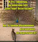 https://lolkot.ru/2016/04/11/uprazhneniya-dlya-hvosta/