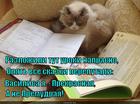 https://lolkot.ru/2015/02/10/uroki-ot-vasilisy/