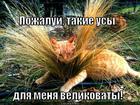https://lolkot.ru/2014/07/05/usach/