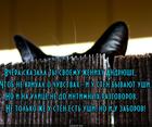 https://lolkot.ru/2016/01/17/ushastyy-zabor/