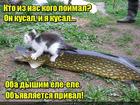https://lolkot.ru/2016/06/24/ustali-na-privale/