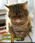 https://lolkot.ru/2015/06/04/uteryannaya-nychka/