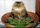 https://lolkot.ru/2015/07/26/utomlennaya-mordel/