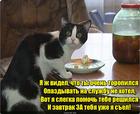 https://lolkot.ru/2016/06/26/utreshniy-pomogalschik/