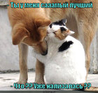 https://lolkot.ru/2012/06/22/uzhe-nalizalas/