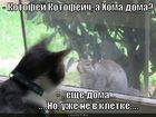 https://lolkot.ru/2011/02/24/uzhe-ne-v-kletke/