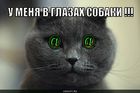 https://lolkot.ru/2011/01/27/v-glazah-sobaki/