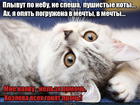 https://lolkot.ru/2016/04/08/v-mechtah-o-kotah/