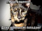 https://lolkot.ru/2011/02/24/v-oblom-ne-popadayu/