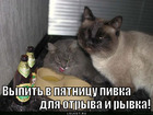 https://lolkot.ru/2011/04/08/v-pyatnitsu-pivka/