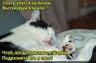https://lolkot.ru/2016/12/14/v-sonno-boyevoy-gotovnosti/