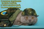 https://lolkot.ru/2011/12/09/v-zelenom-kamuflyazhe/