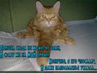https://lolkot.ru/2015/11/14/vam-tuda/