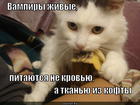 https://lolkot.ru/2013/09/18/vampiry-zhivyye/