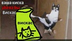 https://lolkot.ru/2011/06/10/vasha-kiska/