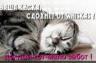 https://lolkot.ru/2011/11/01/vasha-kiska-2/