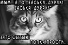 https://lolkot.ru/2010/08/24/vaska-durak/