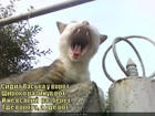 https://lolkot.ru/2011/03/21/vaska-u-vorot/