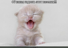 https://lolkot.ru/2010/06/08/vazelin/