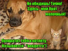 https://lolkot.ru/2015/11/07/vendettnaya-kotleta/