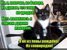 https://lolkot.ru/2016/04/15/venera-skovorodskaya/