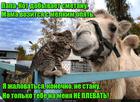 https://lolkot.ru/2016/10/19/verblyuzhya-usluga/