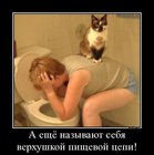 https://lolkot.ru/2012/01/06/verhushka-pischevoy-tsepi/