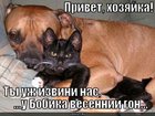 https://lolkot.ru/2011/03/27/vesenniy-gon/