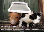 https://lolkot.ru/2011/05/10/vesma-sozhaleyu/