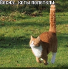 https://lolkot.ru/2011/07/18/vesna-koty-poleteli/