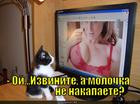 https://lolkot.ru/2013/09/23/vesyolaya-molochnitsa/