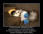 https://lolkot.ru/2012/07/24/vetosh-obyknovennaya/